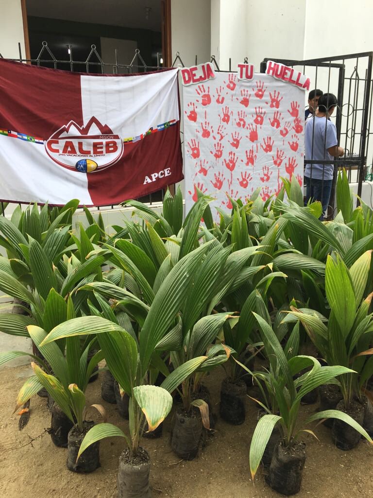 Los #CalebUPN en Piura entregarán 100 Palmeras a las familias del parque Los Faiques en #MisionCaleb #APCE