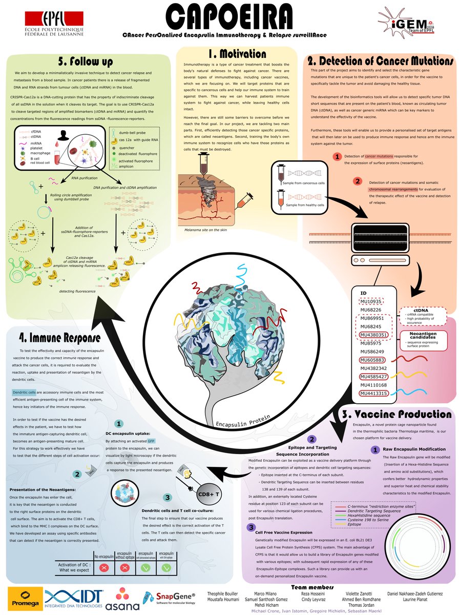 EPFL_iGEM's tweet photo. For those who missed the opportunity to see it during the #EuropeanMeetup, here is our initial poster.
#CAPOEIRA #iGEMepfl2018 #Synbio #iGEM #iGEM2018 https://t.co/ckoTld5AO6