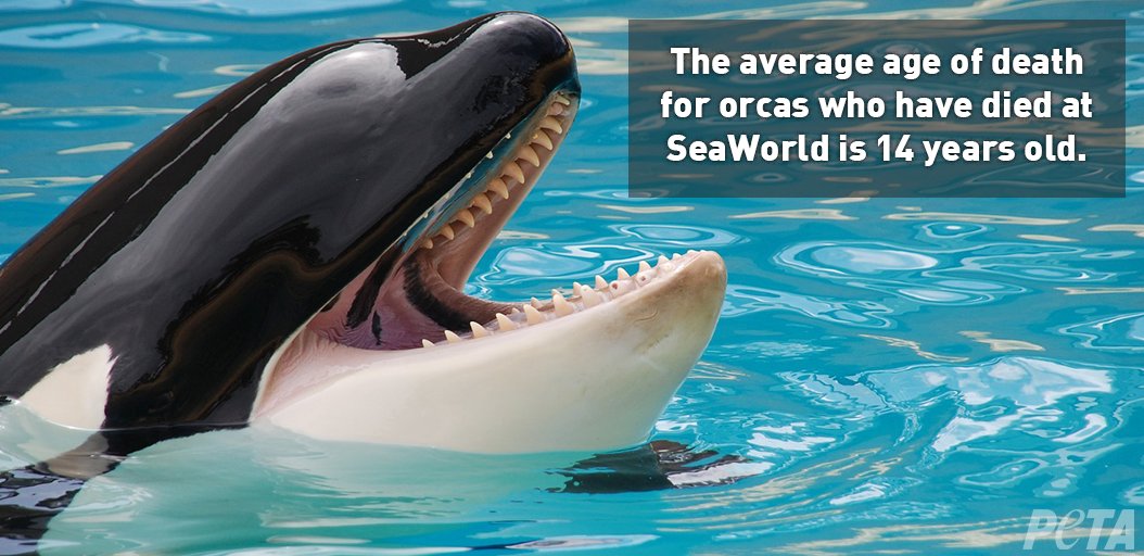 peta's tweet photo. In their natural homes, orcas have an average life expectancy of 30 to 50 years. Their estimated maximum life span is 60 to 70 years for males, and 80 to 100 for females.

At #SeaWorld, NONE have reached their maximum life expectancy. https://t.co/B0nmdJrQf7 #BoycottSeaWorldDay https://t.co/Egn1hTaLIe