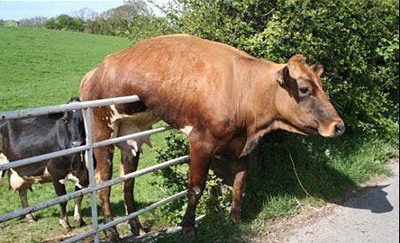 doyouevenescape's tweet photo. Well, he almost escaped. 😂

Use your #creativity and teammates to uncover the clues and solve the puzzles before it's too late. 😎

Don't be this cow.
#camphill #centralpa #escaeproom https://t.co/Q7ETa01af1
