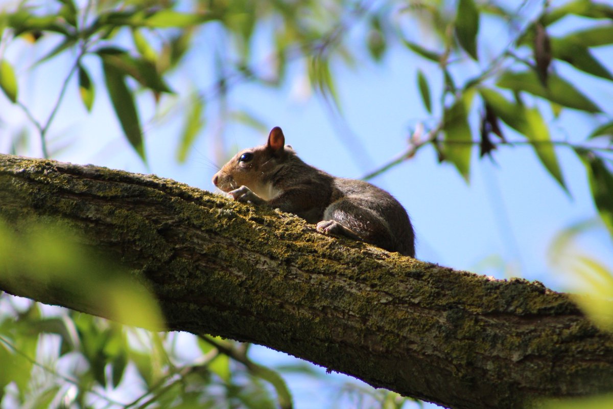 Our Administrator took a walk in the sun through #WalpolePark #EalingBroadway today and came across this guy. #W5 is not just shops, it's also beautiful parks 😃🌞#Ealing #WeLoveW5
