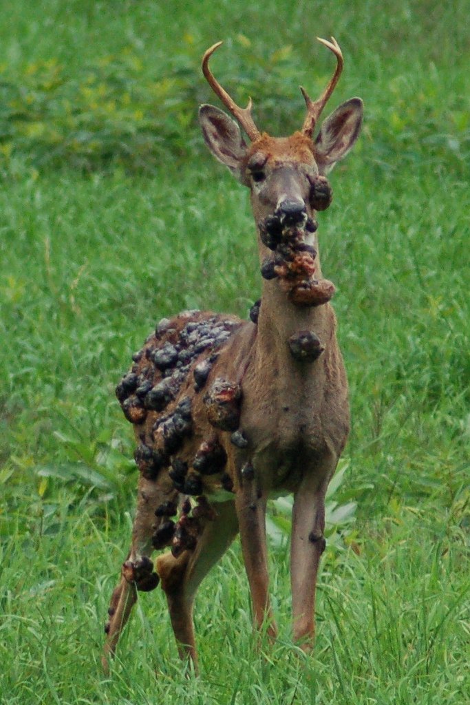 fibromatosis papillomavirus)