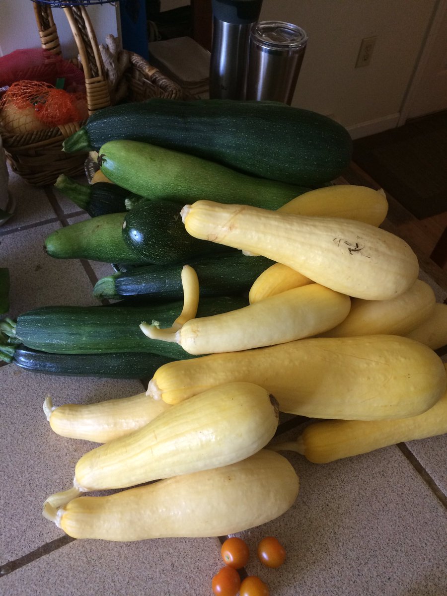ryanharb's tweet photo. Overflowing with zucchini and summer squash! 😍 A few cherries as well 🤤 https://t.co/eD0d47npPP