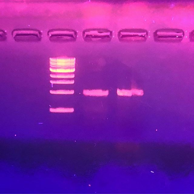brooklyn_bio's tweet photo. Beautiful amplified DNA bands - that’s what we like to see! Great motivation for midweek molecular biology 🎉🎉
.
.
.
.
#molecularbiology #molbio #pcr #dna #agarosegel #gelelectrophoresis #geneticengineering #genetics #science #biology #brooklyn #brook… https://t.co/KZhMjiT4nA https://t.co/qSnTTNqjWR