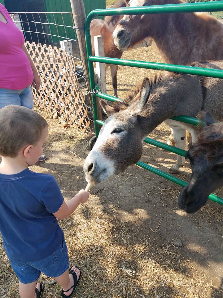 HappyTrails618's tweet photo. Open to the public on 8/5/18 from12pm-6pm (Weather Permitting) Entry is FREE &amp; donations are appreciated. #HappyTrailsFarm is located in #GraniteCity #Illinois. Feed the donkeys, ducks, chickens, goats, llamas, horses &amp; more! Pony rides are $5 per child. https://t.co/jtBmV79683 https://t.co/yVNCTn8Rmy