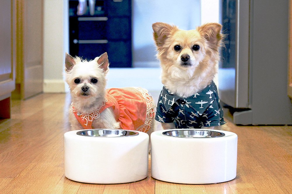UnleashedLife's tweet photo. The @peakepups are dining in style!! Don't they look amazing? 😎 https://t.co/QytKKo3qMM