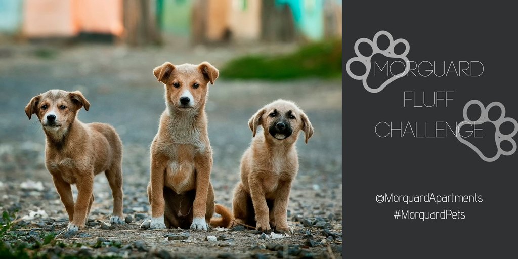 There’s one week left to submit your Morguard Fluff Challenge for your chance to win a giftcard! To enter post your video and tag @MorguardApartments using #MorguardPets 🐾 #petfriendly