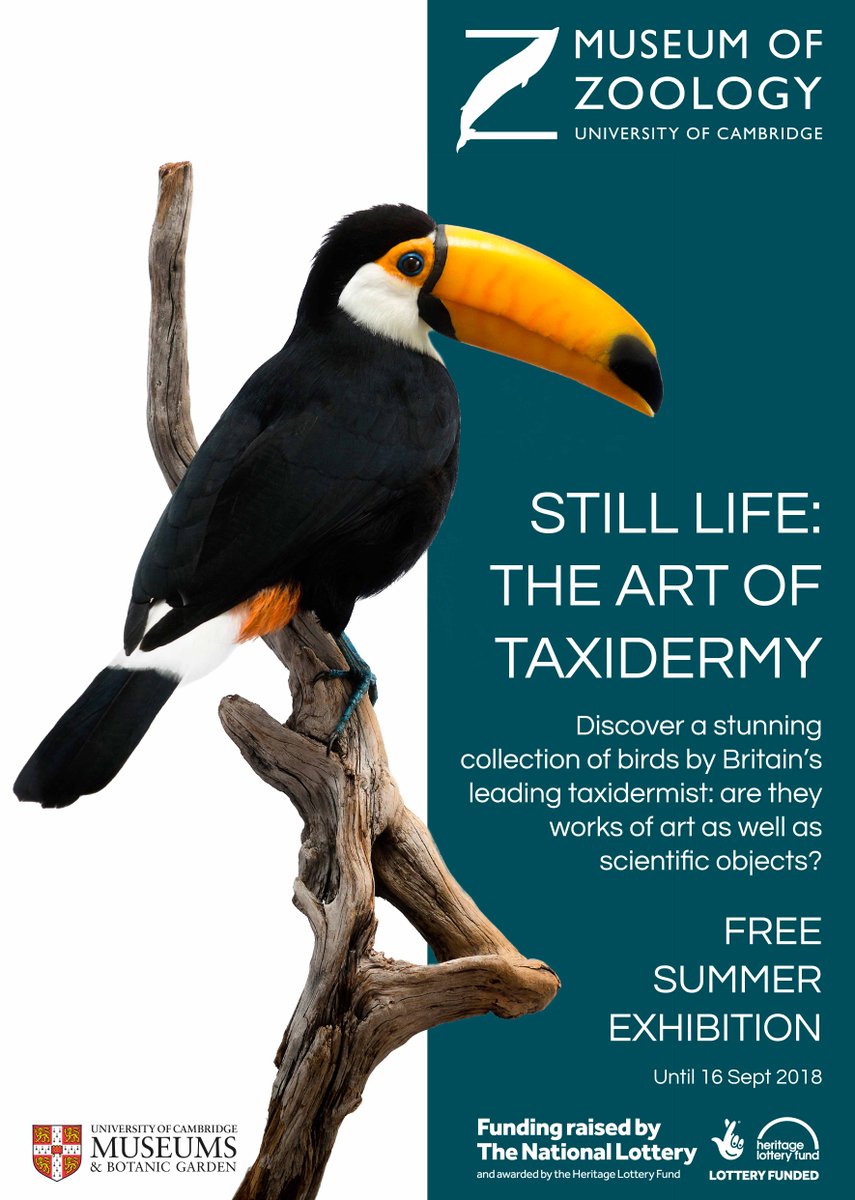 Taxidermy as you've never seen it before! British ornithologist, leading taxidermist and artist Jack Fishwick <a href="/TringaTaxidermy/">Tringa Taxidermy</a> exhibits his private collection this summer! Where? <a href="/ZoologyMuseum/">Museum of Zoology, Cambridge</a> When? Tues 31 July-Sun 16 September.