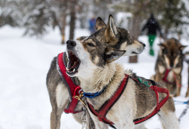 two sled dogs in harnesses and one barking