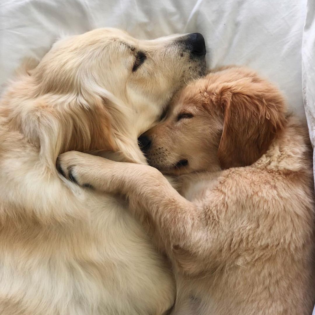 Tuesday cuddles. ☺️
.
.
Tag someone you'd rather be cuddling with.
📷: @kylo_and_vader
.
.
.
.
#cuddles #puppy #cutegoldens #goldenretrievers # puppies #dogs #dogsofinstagram #dogsoftwitter #goldensofinstagram