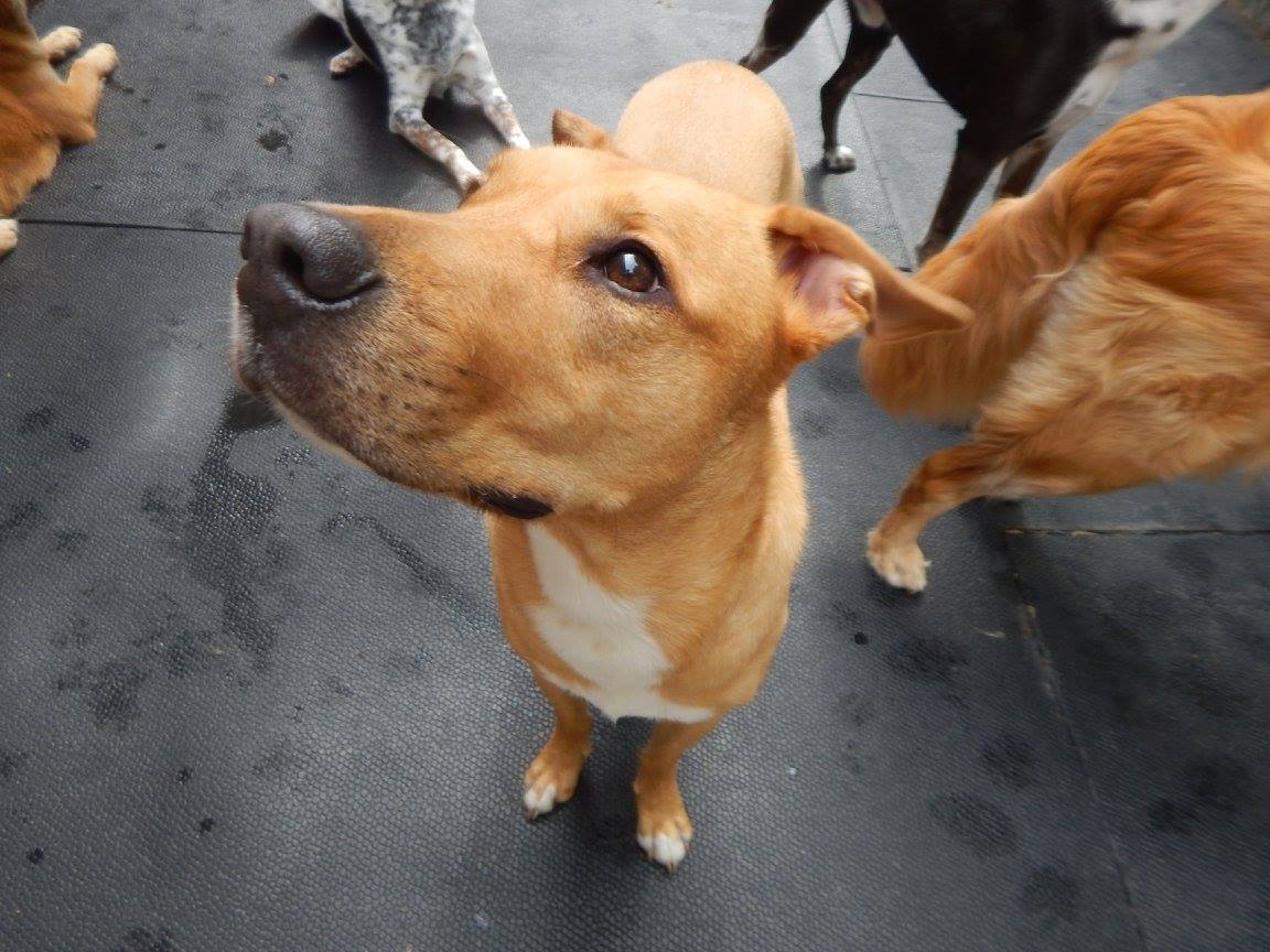2 ingredient "pupsicles" for your fur baby - Perfect for hot Summer days! I made these for my little Fitzgerald and he LOVES them. Thanks for the recipe, @lakehouselyn! lakehouselyn.blogspot.com/2018/07/pupsic…