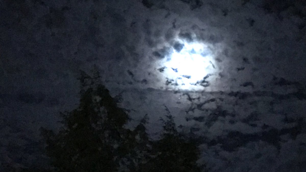 Moonlight over the treetops