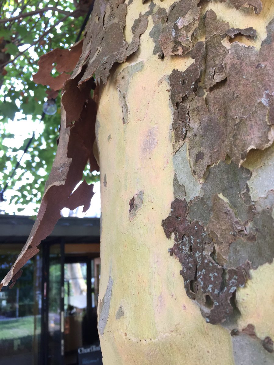 Afbladderende #platanen. Check bij boombioloog ir. J. Kopinga: ‘Door sterke verdamping ontstaat relatief grote onderdruk stam. Wortels houden toevoer niet bij. Stam krimpt meetbaar. In nacht treedt herstel op. Dode schors houdt dit niet bij en valt af. Weinig te maken met groei.’