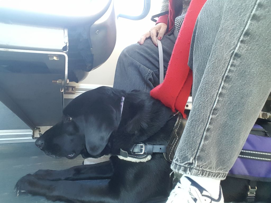 GivingPaws's tweet image. Why’s that dog on the bus? — Kathryn McClatchy doggedhope.com/2018/07/24/why…