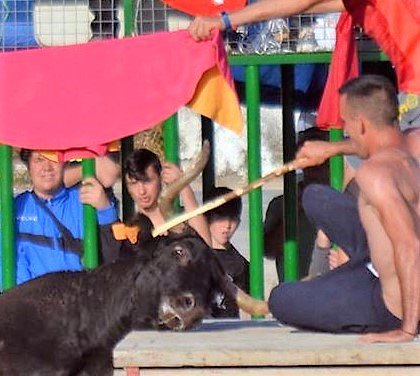 ACTYMA1's tweet image. ACTYMA INTERPONE DOS DENUNCIAS CONTRA CORREBOUS CELEBRADOS EN ALCANAR (TARRAGONA). Una por un “ENCIERRO CAMPESTRE” no legal en Catalunya, y otra por la UTILIZACIÓN DE PALOS contra los animales.
lavanguardia.com/local/tarragon…