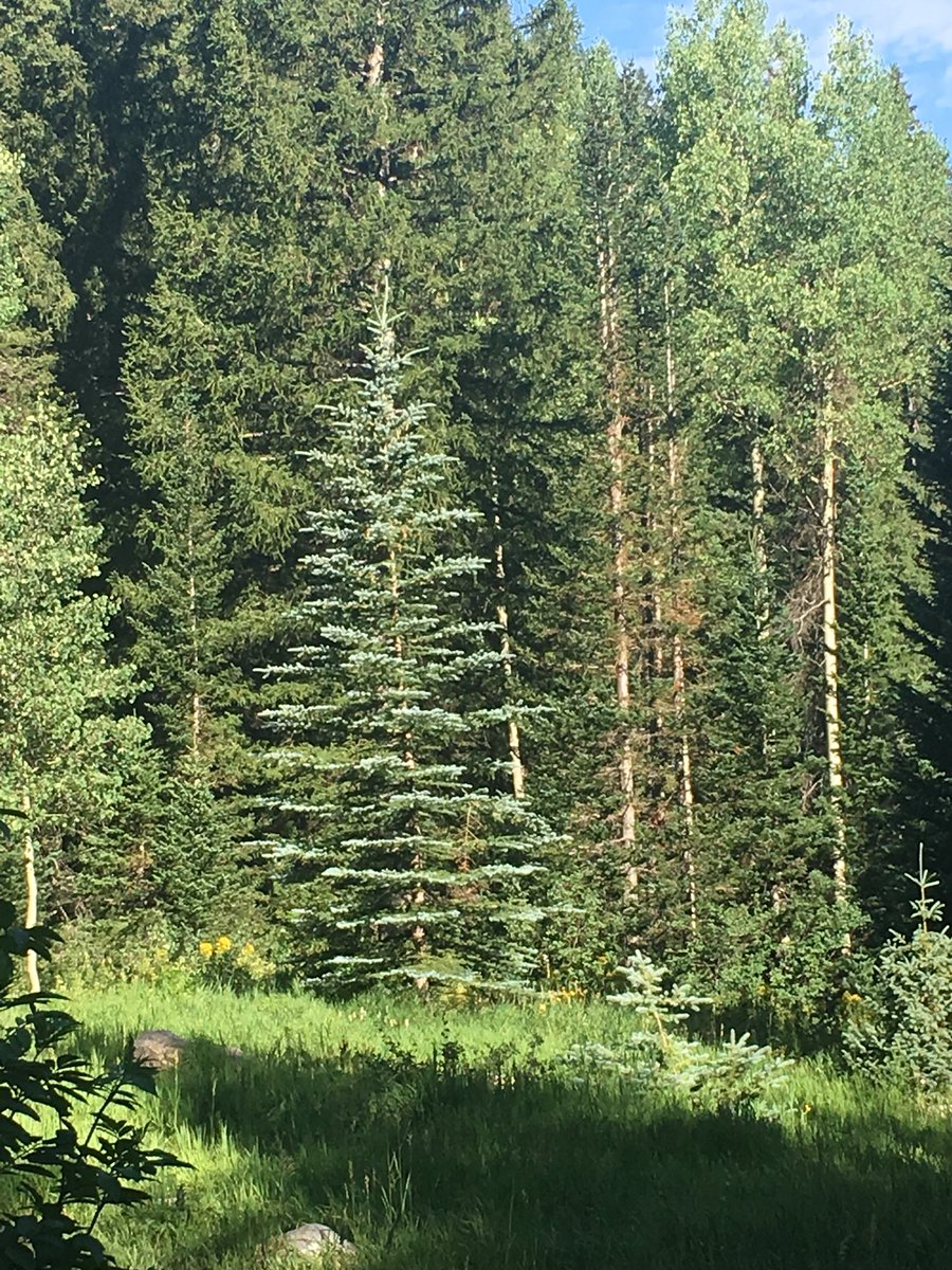MrsMottsWorld's tweet photo. Beauty! Clearly the critters are used to the humans! #beutahful #donutfalls #bigcottonwoodcanyon https://t.co/BVzACpjgG3