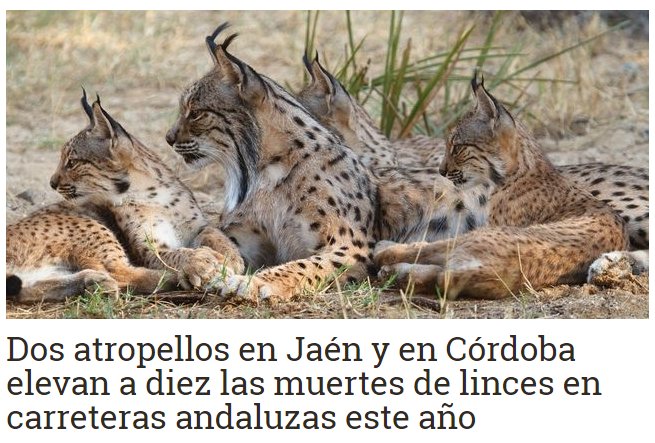 Continúa el goteo de atropellos de linces y los gobiernos siguen sin adoptar medidas que garanticen su seguridad