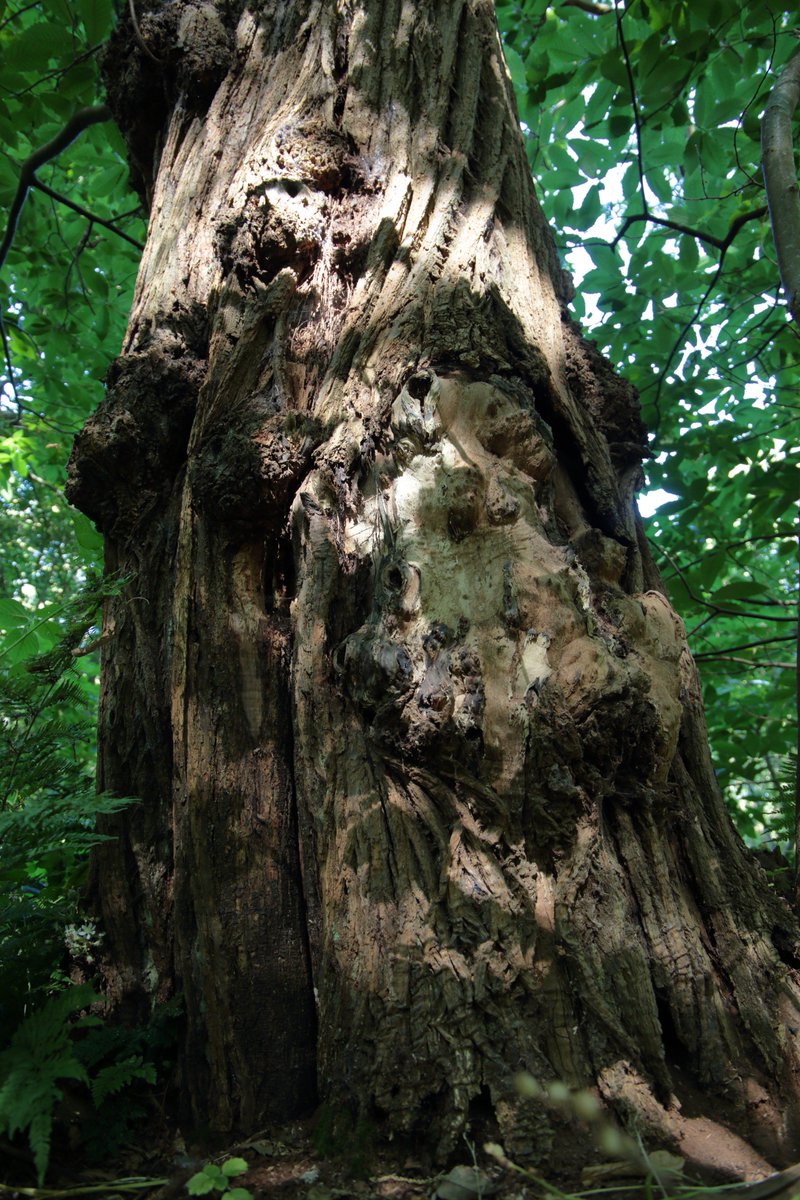DrDFoster's tweet image. An apparition of Pan in a Kent woodland. (full photo and detail)