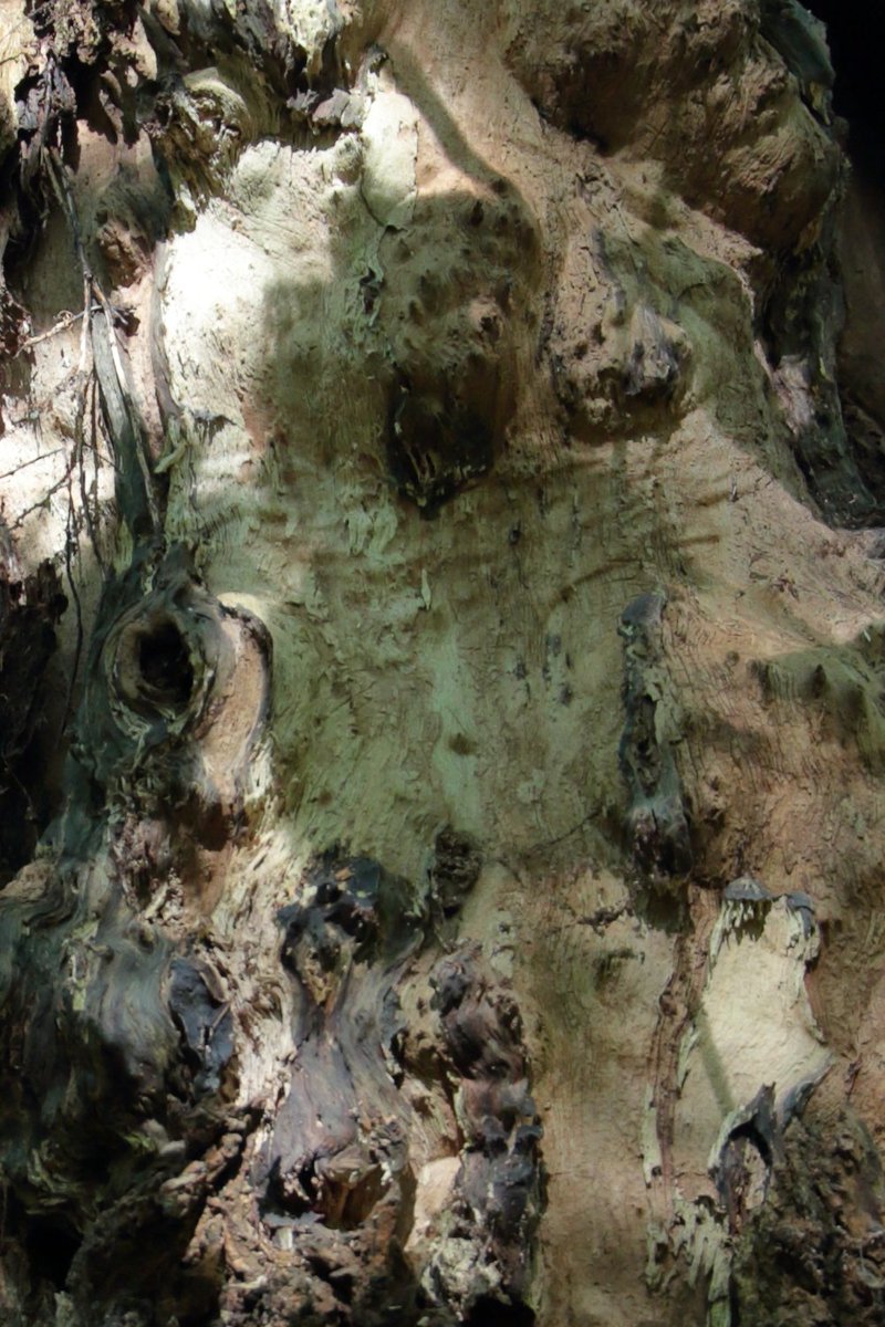 DrDFoster's tweet image. An apparition of Pan in a Kent woodland. (full photo and detail)