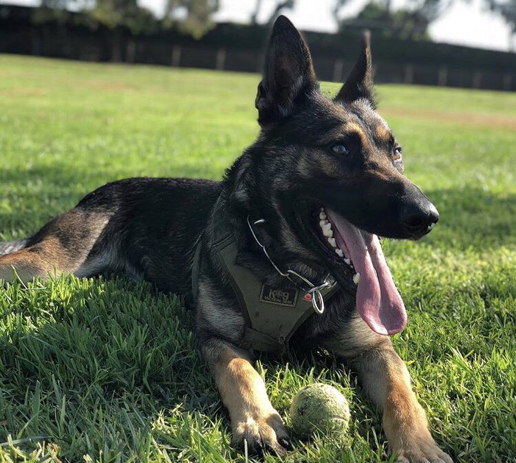 TorrancePD's tweet photo. Dog Days of Summer 😎 #TongueOutTuesday #K9Argos https://t.co/lNQQ4TWjIy
