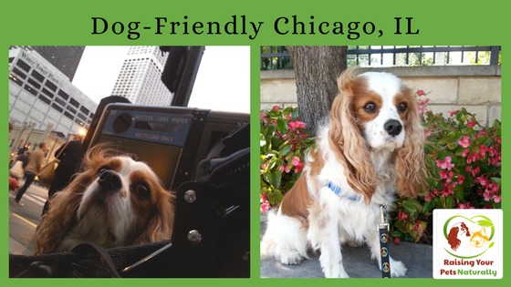 dogtrainer4ever's tweet photo. Don't miss out on all the fun #dogfriendlyactivities #Chicago has to offer. #dogfriendlyillinois #dogfriendlychicago #travelwithdog #travelwithpets #dogfriendly #travel #travels #traveling #traveltuesdays #adventurousdog #traveltuesday https://t.co/IjOOaxyYrG https://t.co/6ONk3M74Ns