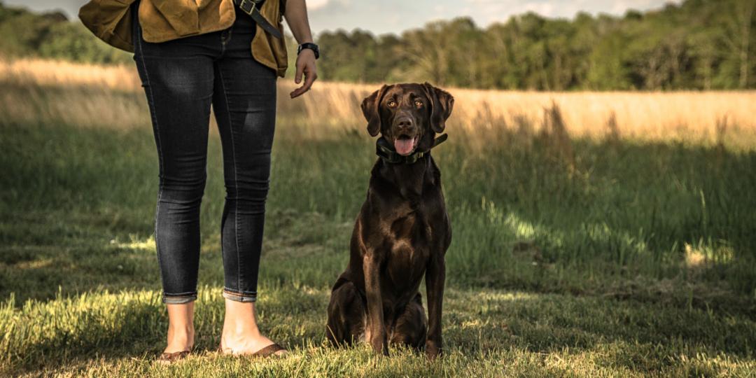 Training your dog is a year-round job, which means training in the summer. How do you protect your dog during summer training sessions? ow.ly/wfQB30l6o4B #dogtraining #huntingdog