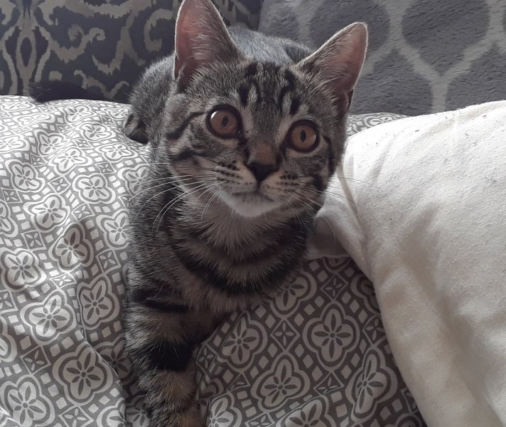 LenaMyDarling's tweet photo. She's so damn precious!! 💖😻🐈🥰🐱 https://t.co/SRKw28Bt7L