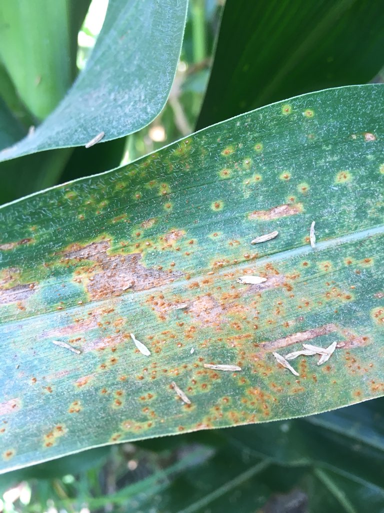 ILGHagronomist's tweet image. Well found some southern rust today in southern DeWitt Co, IL very isolated but found some, be on lookout for more! #corndisease #scout18 #ILcorn