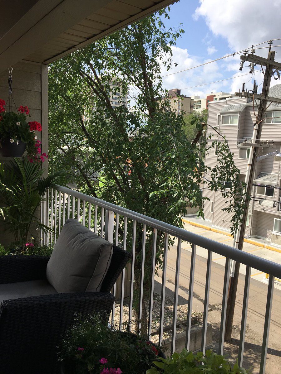 amandasmer's tweet photo. Thanks @EPCOR for trimming our green space so perfectly. Really disappointing that you had to butcher such a beautiful tree.  #hackjob #yeg https://t.co/xYdEGQWlV3