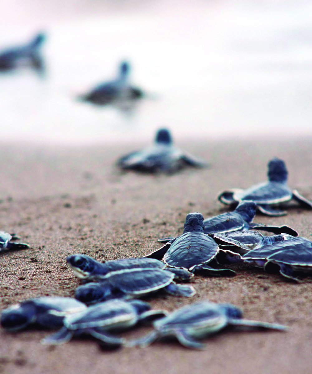 Ver_Turistico's tweet photo. https://t.co/3jgiP2mMHb
¡Salvemos a las tortugas! 
Protejámoslas y evitemos su extinción
Sin duda una labor convertida en un atractivo turístico en nuestro Estado. 
Se parte de un #VeracruzTurístico.
#Viaja, #Conoce, #Disfruta y #Comparte. https://t.co/ZtMwGPfKx4