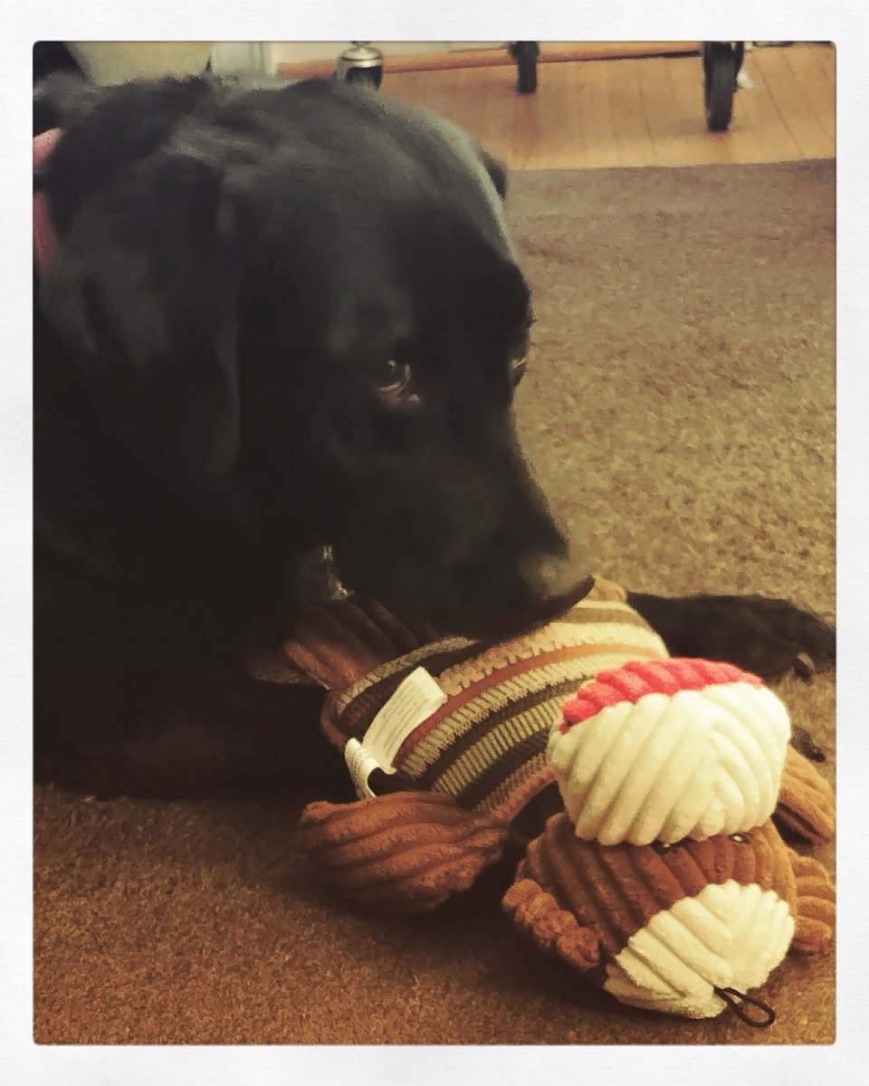 Our mascot Mable, Director Marty Zied’s dog wanted to take a minute to remind you you can still donate via the link in our bio. 🐶🎬#puppylove