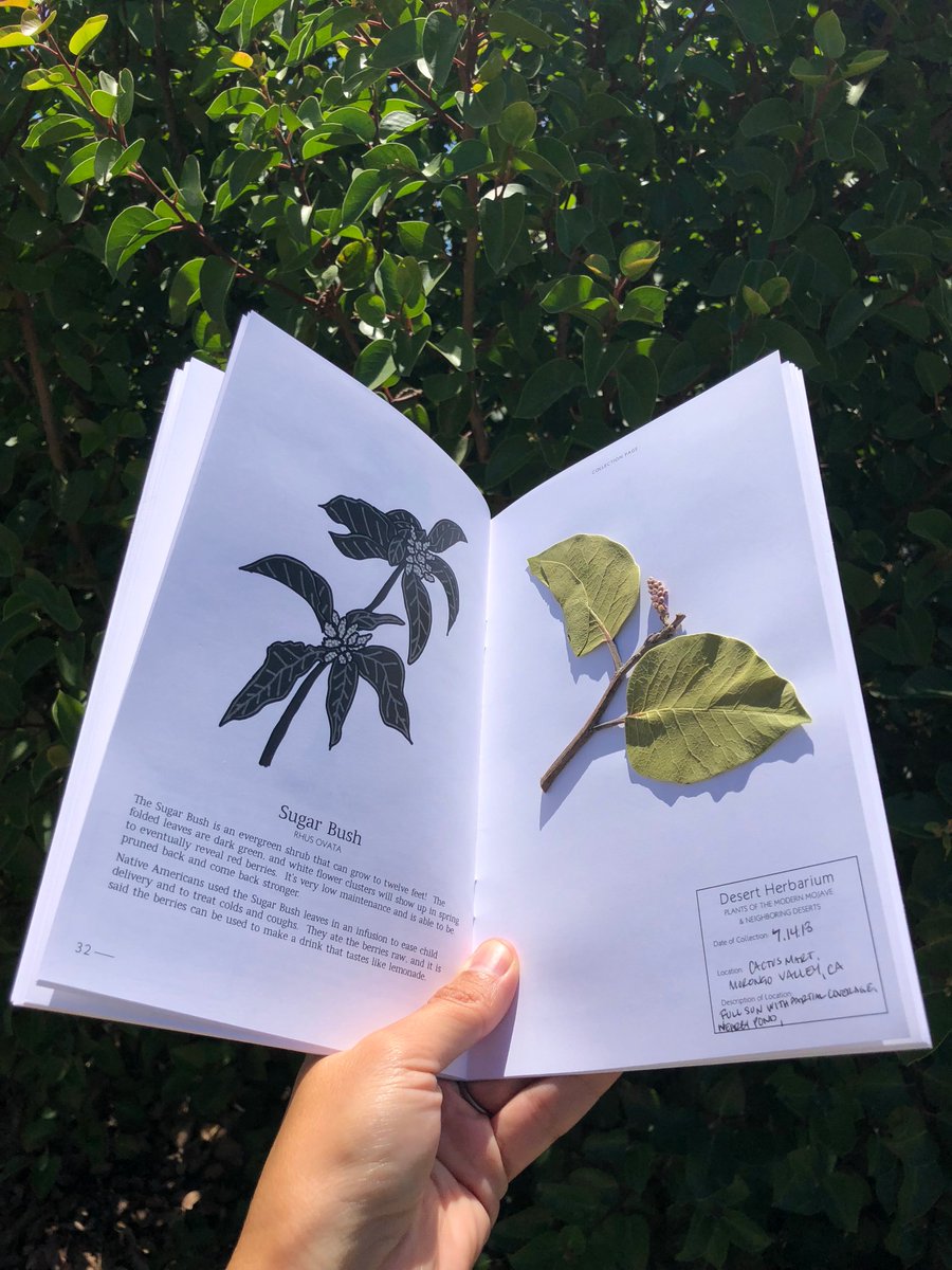 cactus_mart's tweet photo. We’re having a workshop and we hope you can join us! On August 5th we'll be hosting a Desert Herbarium Plant Pressing Workshop at the @MojaveDesertLT HQ. There will be a short talk followed by hands-on plant pressing/mounting.

Tickets &amp; more info: https://t.co/RvTPh4wfzD https://t.co/GFLfarsEQu
