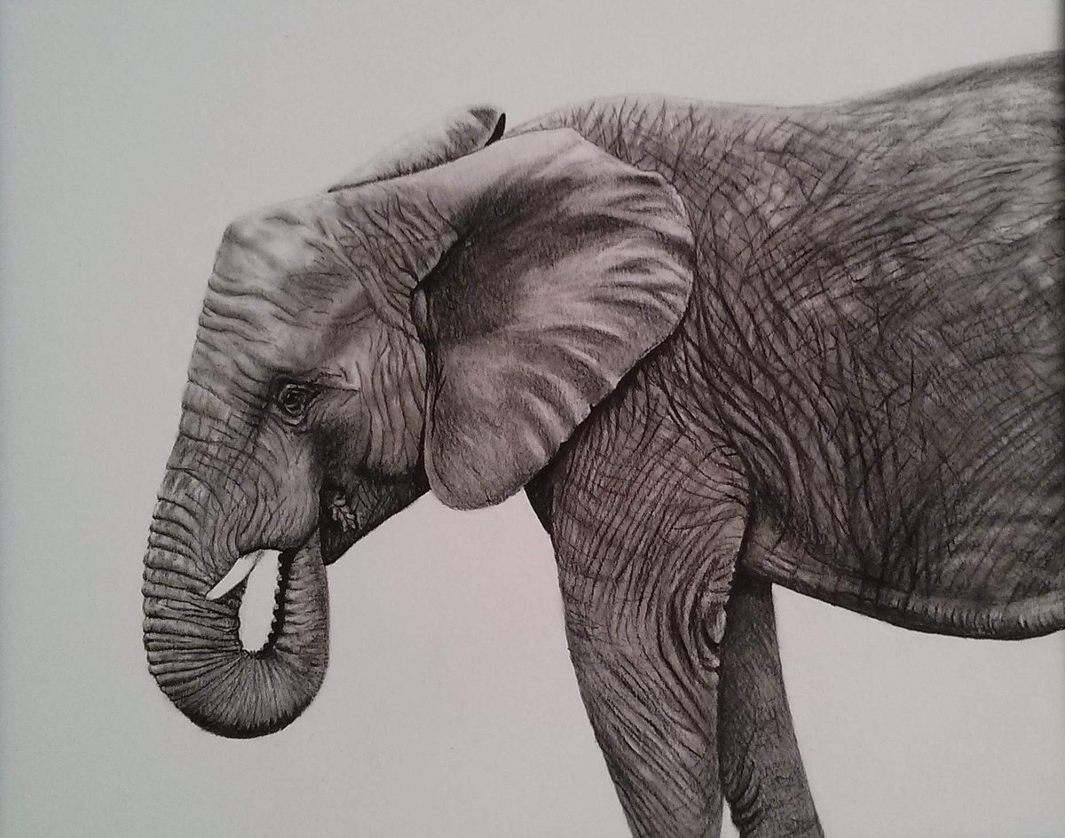 Art by Amy (@amyonpaper) on Twitter photo Hello <a href="/amakhala/">Amakhala Reserve</a>, both of these were drawn from photos I took on #safari at your beautiful reserve last September! We had an unforgettable time in South Africa with you. They are currently on display in an art exhibition in <a href="/StockportWMAG/">Stockport War Memorial Art Gallery</a>, Manchester, UK 🐘🦏🦓🦁 Hello <a href="/amakhala/">Amakhala Reserve</a>, both of these were drawn from photos I took on #safari at your beautiful reserve last September! We had an unforgettable time in South Africa with you. They are currently on display in an art exhibition in <a href="/StockportWMAG/">Stockport War Memorial Art Gallery</a>, Manchester, UK 🐘🦏🦓🦁