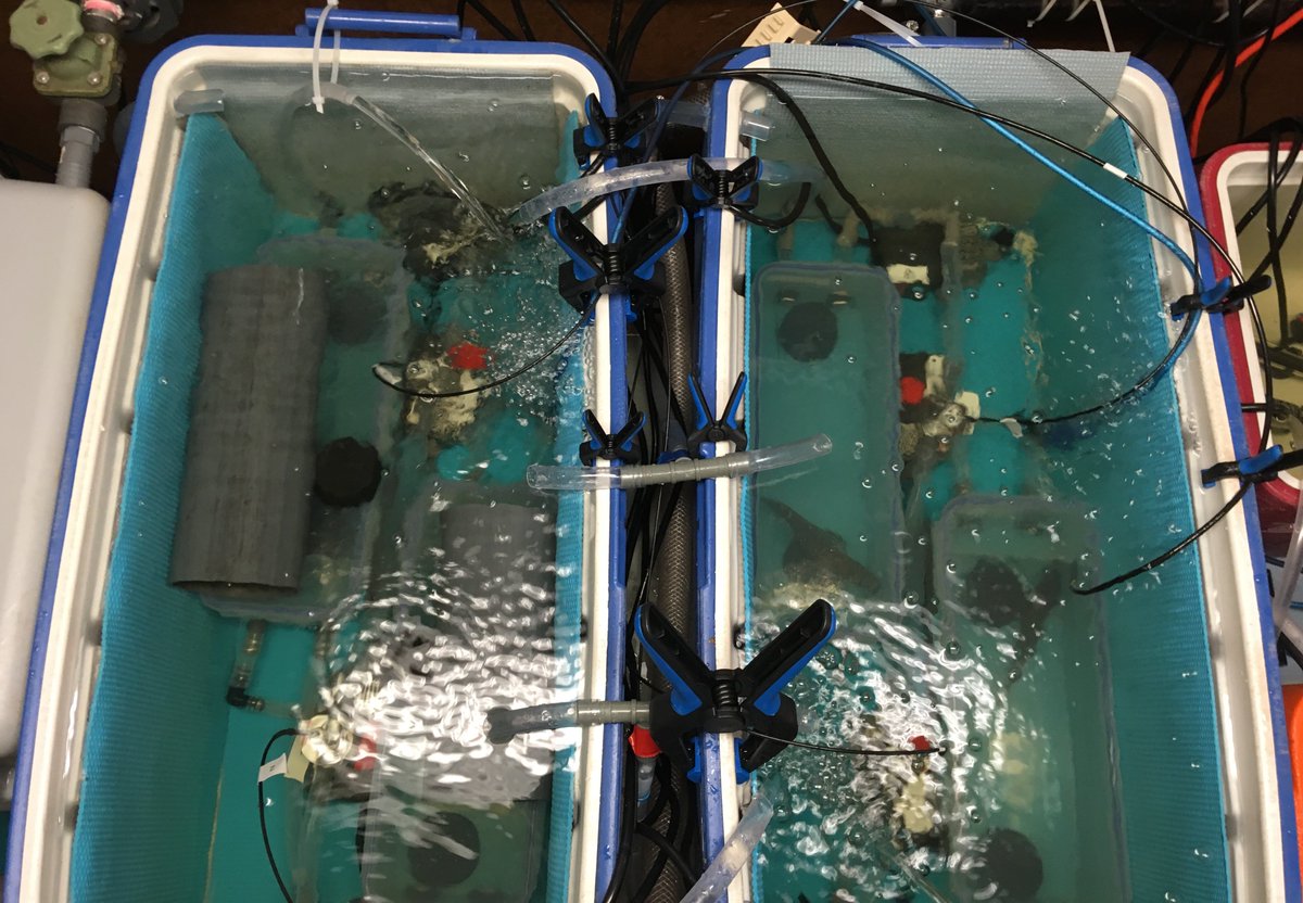 manuchretien's tweet photo. So far the limiting factor in my field season has been to catch enough fish - of appropriate size - to use my experimental set up at full capacity. Glad I've got a full house right now! #fieldwork #fishsci #phdlife #fieldworkchallenges #respirometry https://t.co/fjmoNXHOZK