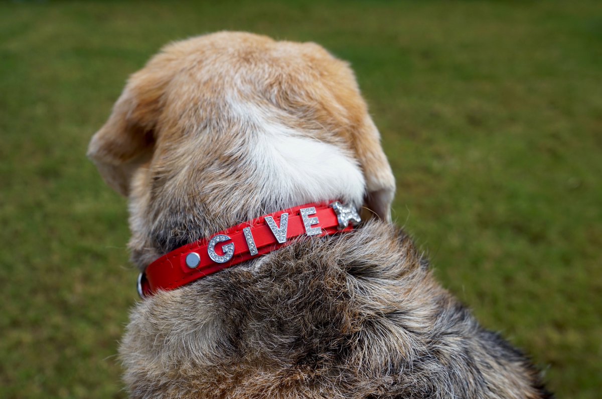 GiveBracelets's tweet photo. Did you know, a portion of our bracelet sales goes to @bestfriends 
There's something each of us can do to help save animals lives!
Learn more at https://t.co/hKlLuwCMEC https://t.co/EC9oanpZsA
