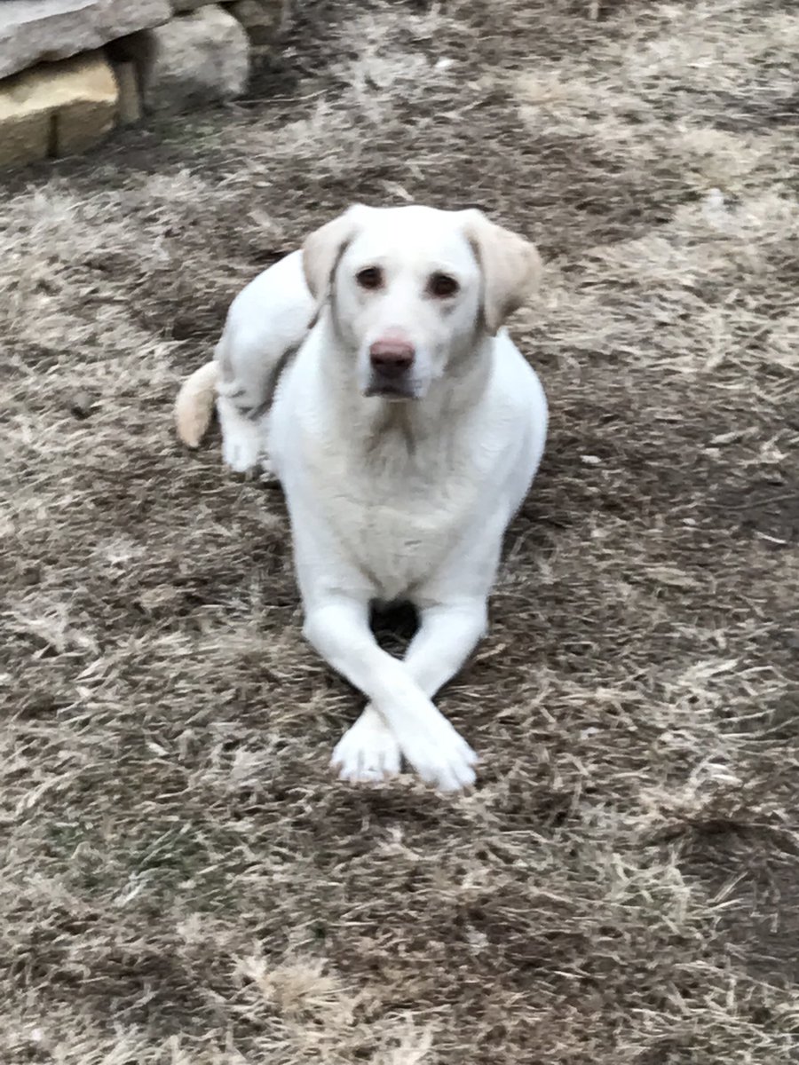 Diane43204440's tweet photo. @dog_feelings A little fancy goin on here too https://t.co/sApsoTPvUd