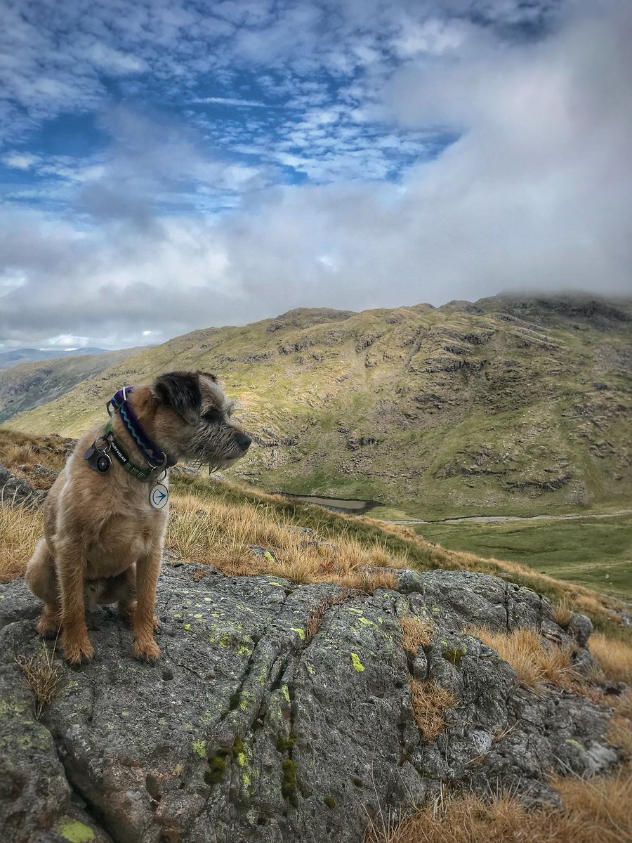 the_wonderdogs's tweet photo. Updated the #dogblog about this weekends adventure - link is in the Bio if you fancy a read 😍 #tobythewonderdog #adventuresoftoby #btposse #pitpat #pitpatpack #10mountains10months #suicideprevention @PAPYRUS_tweets @theCALMzone https://t.co/b9B1xV0zOV