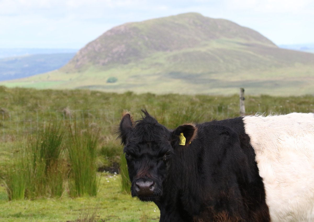 RSPB NI (@rspbni) on Twitter photo We still have a couple of places available for this Saturday's scenic Slemish to Shillinavogy guided walk in Co #Antrim with @CCGHT. Take in the #wildlife, wildflowers, #birds and butterflies. Email rspbnievents@rspb.org.uk to book. The moo-re the merrier! bit.ly/SlemishWalk We still have a couple of places available for this Saturday's scenic Slemish to Shillinavogy guided walk in Co #Antrim with @CCGHT. Take in the #wildlife, wildflowers, #birds and butterflies. Email rspbnievents@rspb.org.uk to book. The moo-re the merrier! bit.ly/SlemishWalk