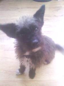 ProgWinds's tweet image. Separated at birth! #Progdog