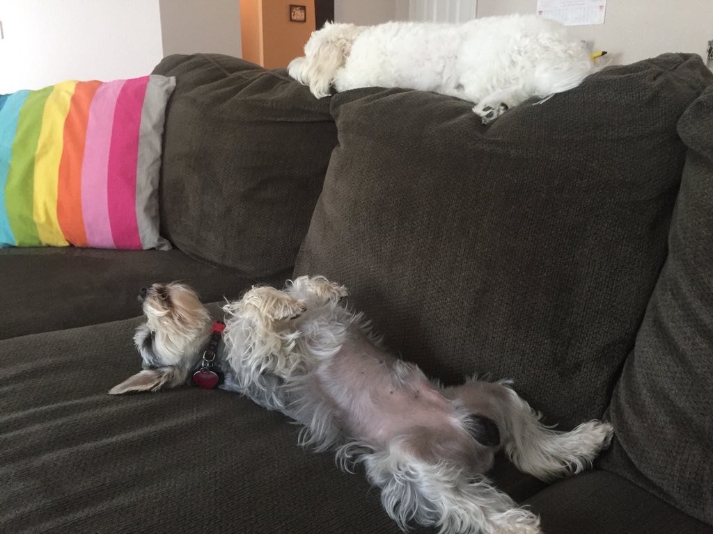 TBarkalot's tweet photo. Me and Pixie are very different in a lot of ways. But one of our common interest is our love for the big couch. Mom just have to make do with the smaller chair and deal with it. #minischnauzer #bischon #bossdogs https://t.co/8s54YFD7Fj