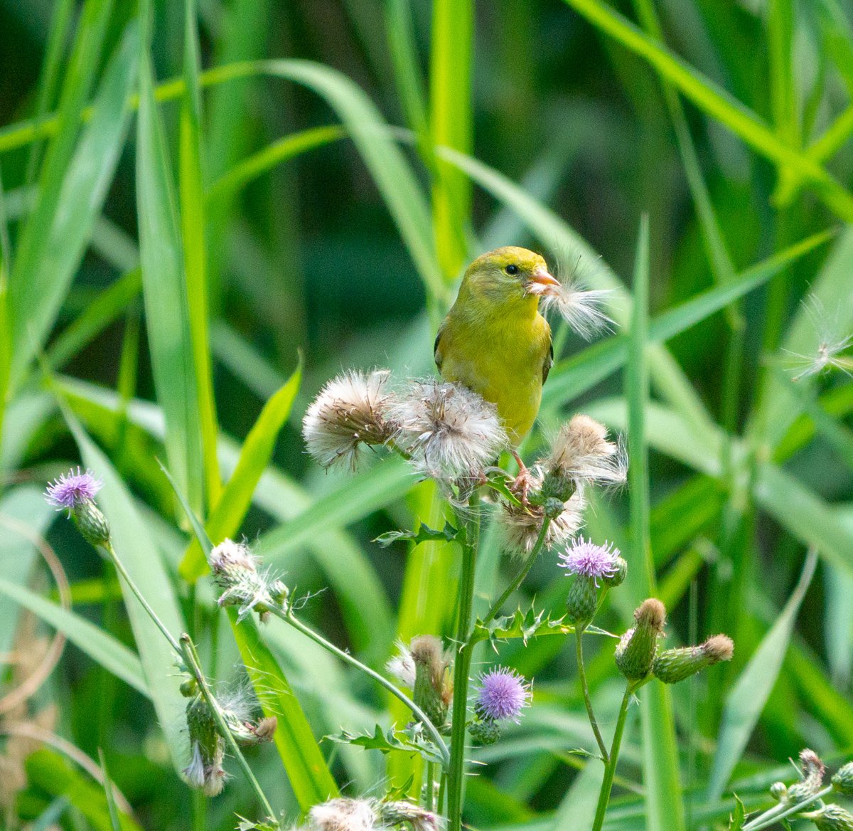 Bromebirdcare's tweet photo. Goldfinches R collecting #nestingmaterial ! #thistle #birds #birdfeeding https://t.co/kKMboLbQ65