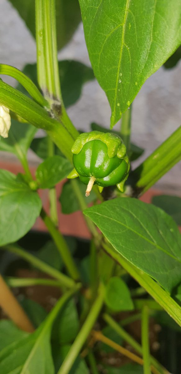 TricomitoS's tweet photo. @Roxeles @OrganicRubio @BuddhaSeeds @THGrow_com @GrotekNutrients @Apez140 @weedseeds_UK @Mareaverdelibre @Sebaccf @barbatesa @badilandia #VientoEnPopa hermano!!! Look #PimientoDePadron #PimientoRojo #Pepino 💪💪💪💪💚💪🔥 #AdrycManellsonTesterTeam ⛵🌞 https://t.co/EIjKh30xVa