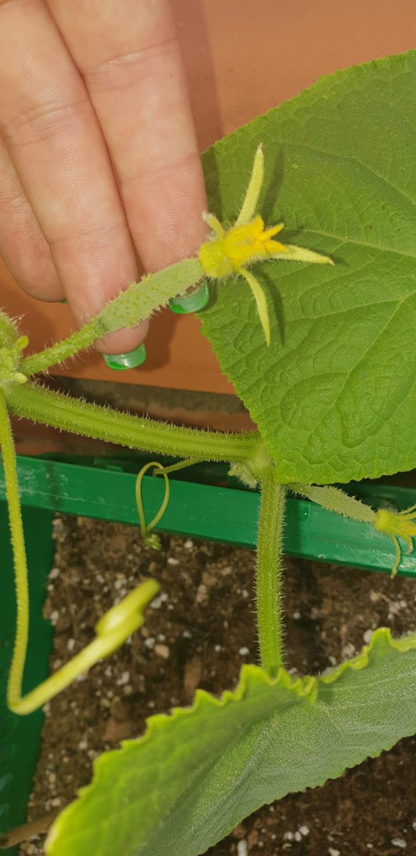 TricomitoS's tweet photo. @Roxeles @OrganicRubio @BuddhaSeeds @THGrow_com @GrotekNutrients @Apez140 @weedseeds_UK @Mareaverdelibre @Sebaccf @barbatesa @badilandia #VientoEnPopa hermano!!! Look #PimientoDePadron #PimientoRojo #Pepino 💪💪💪💪💚💪🔥 #AdrycManellsonTesterTeam ⛵🌞 https://t.co/EIjKh30xVa