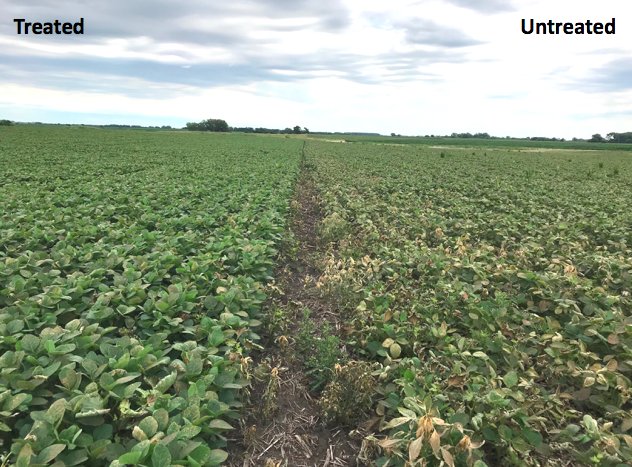 HelenaAgri's tweet photo. Megafol trial is shining with the wet season we’ve had so far! This photo was taken by Helena Intern Matt Swedzinski from North Dakota State University (photo was taken in Milbank, South Dakota). https://t.co/rs8Gnhf3NR