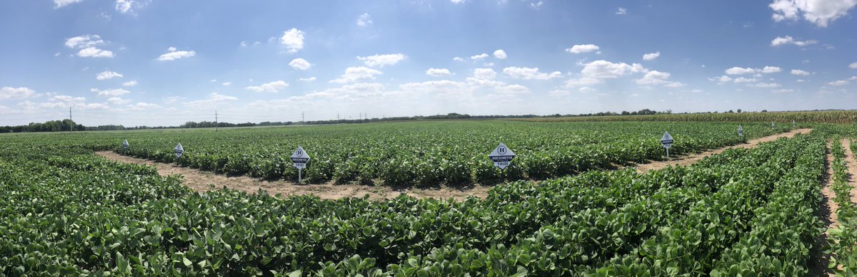 T_TSeed's tweet photo. Dryland beans looking good in South Central KS. #therightseed #Soybean https://t.co/TqnhPEeaCH