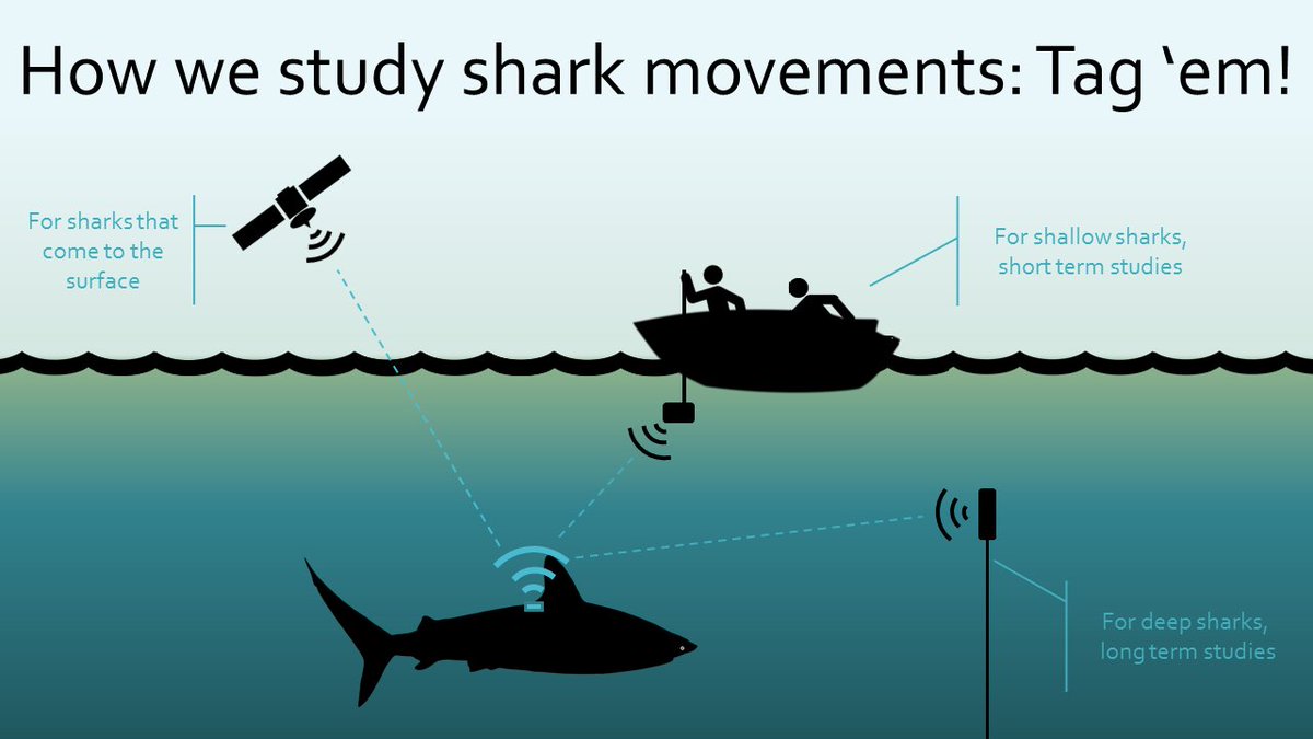 Studying #shark movements is a game of tag. #GPStags #acoustictelemetry #SharkWeek