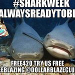 Image for the Tweet beginning: #GreatWhiteSharkOG #SharksBreath #cbdStrains @KaptainKirk90 @Tsw_420