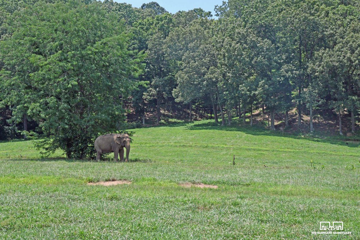 The Elephant Sanctuary on Twitter: "Asian #elephant Minnie finds ...