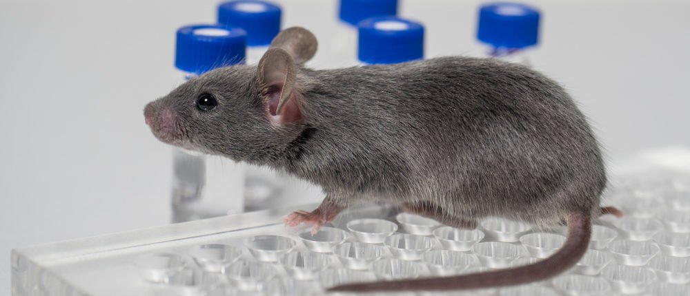 Of Mice And Menace: Why Rodent Studies Of Vapor Products Are Meaningless dlvr.it/Qcf9ms