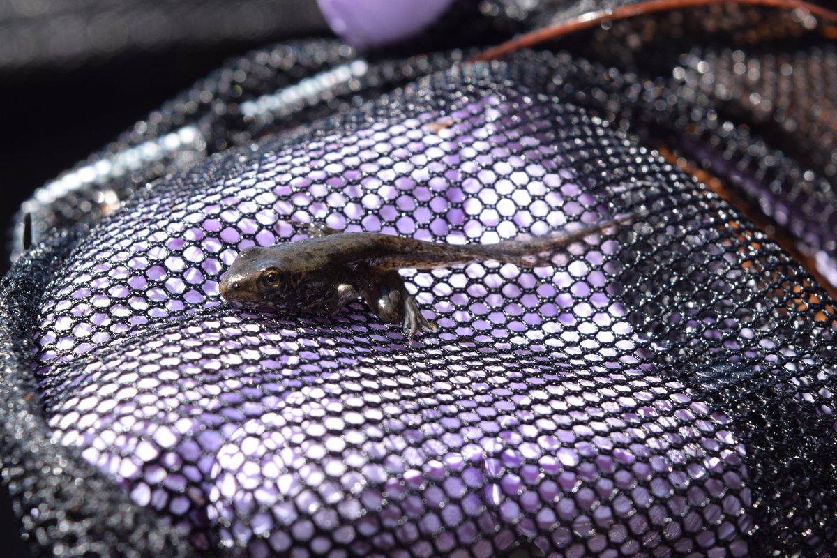 m_ohmer's tweet image. 6 months, 600 #froglets, &amp;amp; many fire ant bites later... our #mesocosm experiment examining the effects of #climatechange on #amphibians in Louisiana is complete! None of this would have been possible without my amazing crew Trina and Jeff #perseverance @RZ_Lab